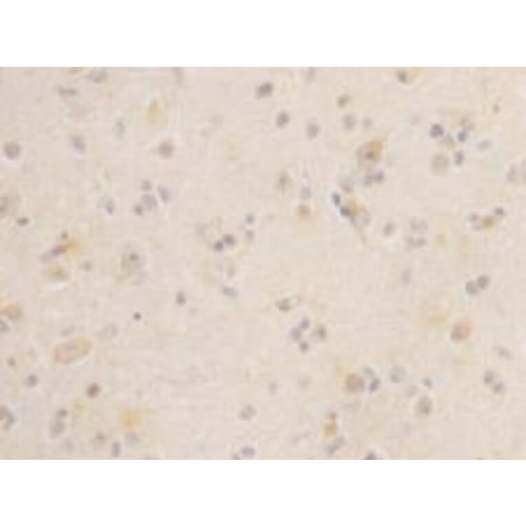 Immunohistochemistry - Anti-LGR5 Antibody (BPA1071) - Antibodies.com