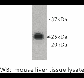 Western Blot - Anti-Ly6g Antibody (BPA1073) - Antibodies.com