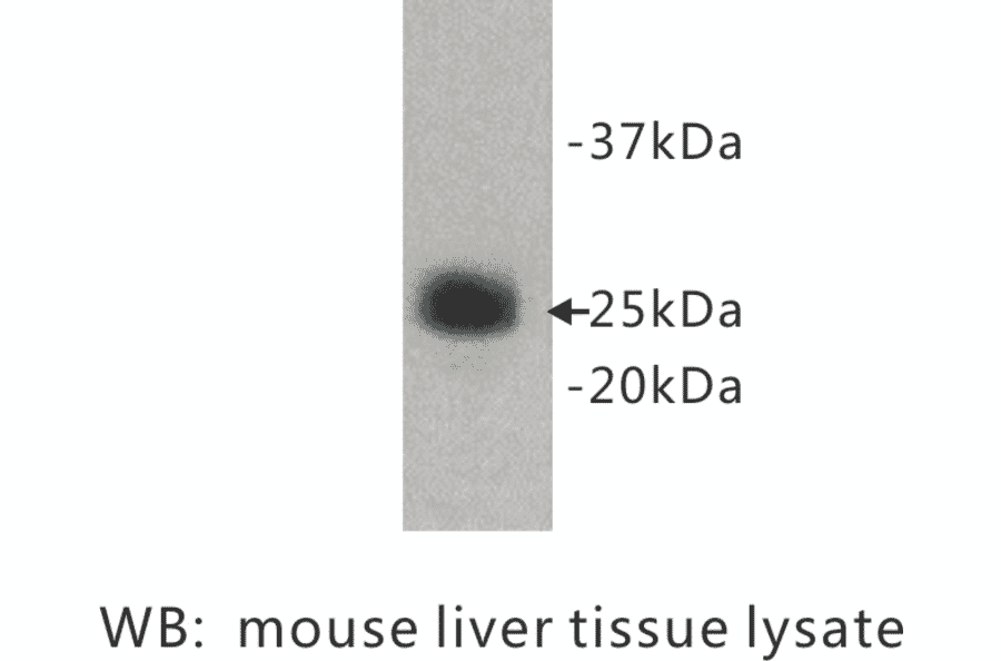 Western Blot - Anti-Ly6g Antibody (BPA1073) - Antibodies.com