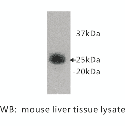 Western Blot - Anti-Ly6g Antibody (BPA1073) - Antibodies.com
