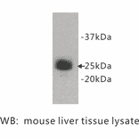 Western Blot - Anti-Ly6g Antibody (BPA1073) - Antibodies.com