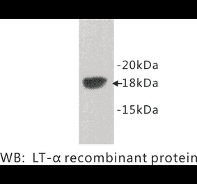 Western Blot - Anti-Lymphotoxin alpha Antibody (BPA1074) - Antibodies.com