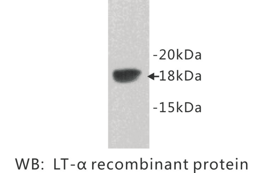 Western Blot - Anti-Lymphotoxin alpha Antibody (BPA1074) - Antibodies.com