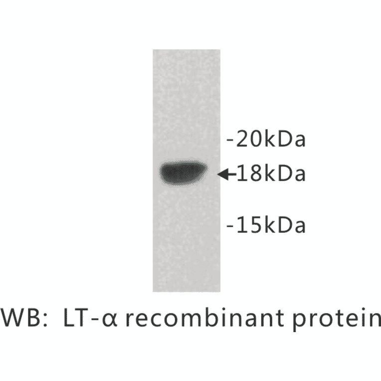 Western Blot - Anti-Lymphotoxin alpha Antibody (BPA1074) - Antibodies.com