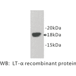 Western Blot - Anti-Lymphotoxin alpha Antibody (BPA1074) - Antibodies.com