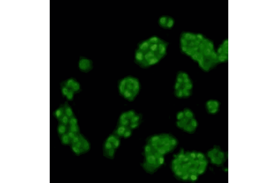 Immunocytochemistry - Anti-Histone H3 (mono methyl Lys4) Antibody (BPA1076) - Antibodies.com