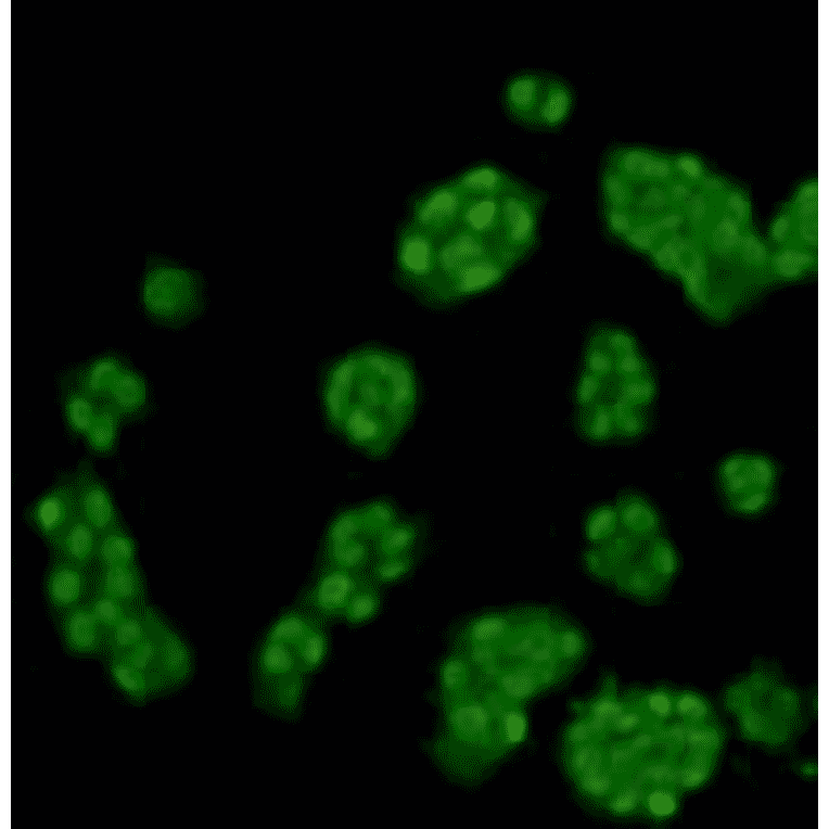 Immunocytochemistry - Anti-Histone H3 (mono methyl Lys4) Antibody (BPA1076) - Antibodies.com