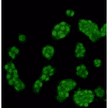 Immunocytochemistry - Anti-Histone H3 (mono methyl Lys4) Antibody (BPA1076) - Antibodies.com