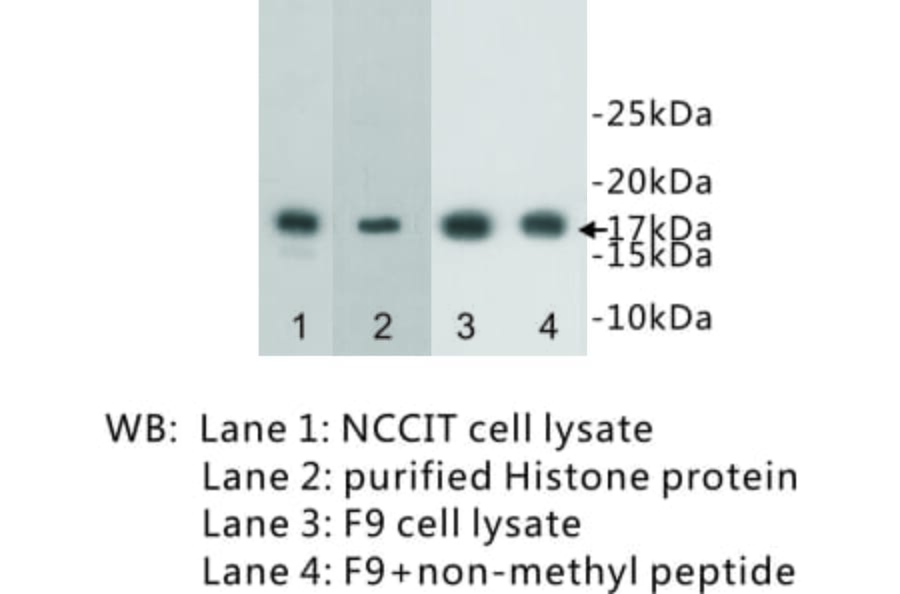 Western Blot - Anti-Histone H3 (mono methyl Lys4) Antibody (BPA1076) - Antibodies.com