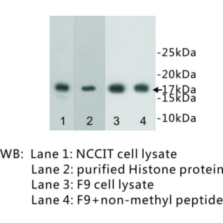 Western Blot - Anti-Histone H3 (mono methyl Lys4) Antibody (BPA1076) - Antibodies.com