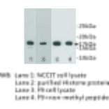 Western Blot - Anti-Histone H3 (mono methyl Lys4) Antibody (BPA1076) - Antibodies.com