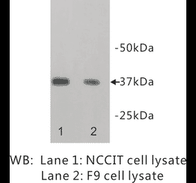 Western Blot - Anti-NANOG Antibody (BPA1077) - Antibodies.com