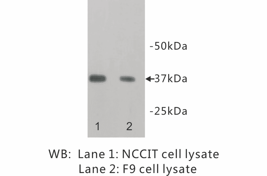 Western Blot - Anti-NANOG Antibody (BPA1077) - Antibodies.com