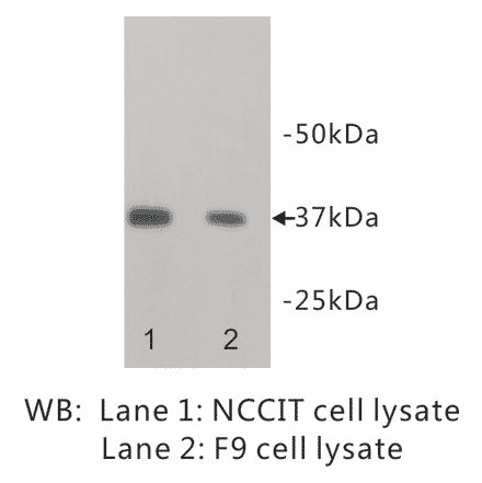 Western Blot - Anti-NANOG Antibody (BPA1077) - Antibodies.com