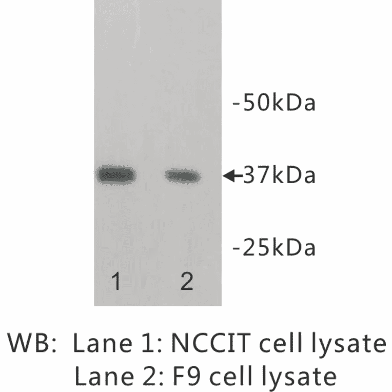 Western Blot - Anti-NANOG Antibody (BPA1077) - Antibodies.com