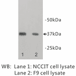 Western Blot - Anti-NANOG Antibody (BPA1077) - Antibodies.com