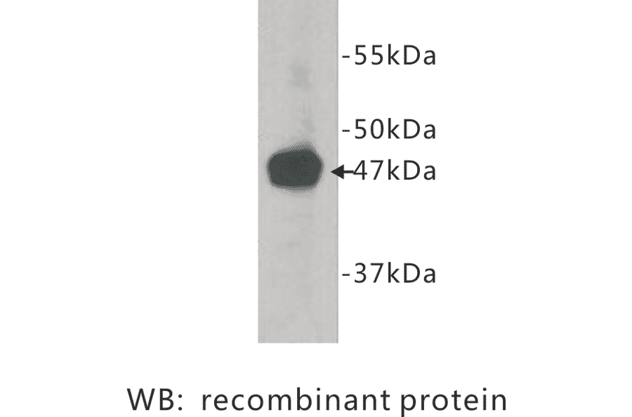 Western Blot - Anti-Neuropilin 1 Antibody (BPA1080) - Antibodies.com