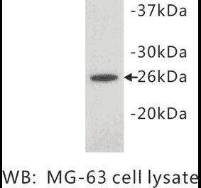 Western Blot - Anti-Noggin Antibody (BPA1081) - Antibodies.com