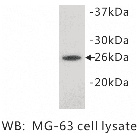 Western Blot - Anti-Noggin Antibody (BPA1081) - Antibodies.com