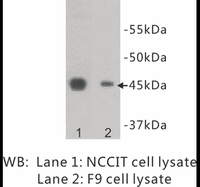 Western Blot - Anti-OCT4 Antibody (BPA1082) - Antibodies.com