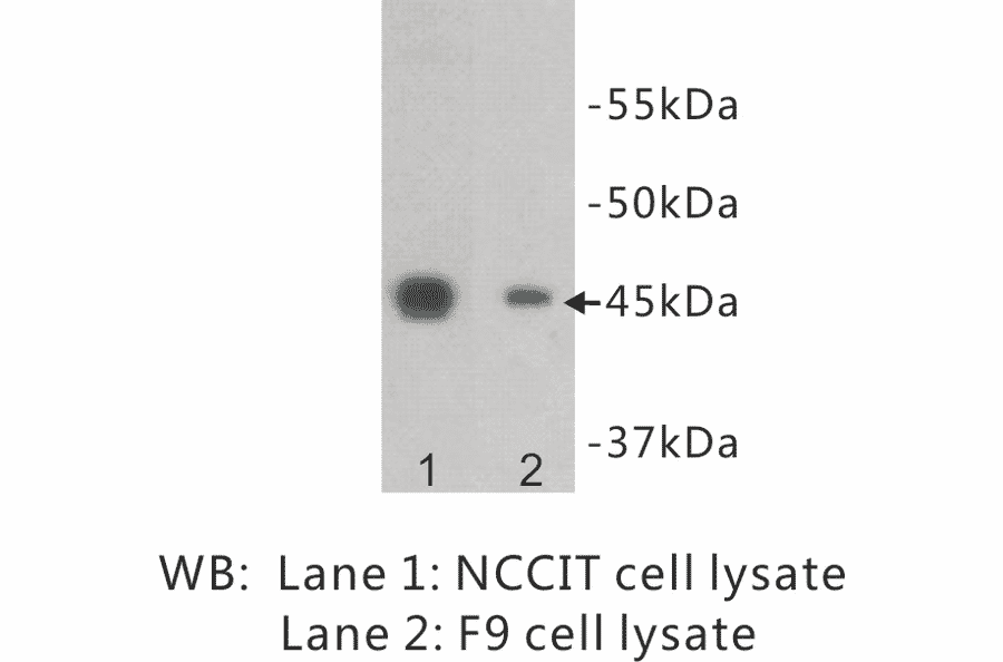 Western Blot - Anti-OCT4 Antibody (BPA1082) - Antibodies.com