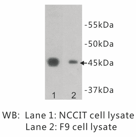 Western Blot - Anti-OCT4 Antibody (BPA1082) - Antibodies.com