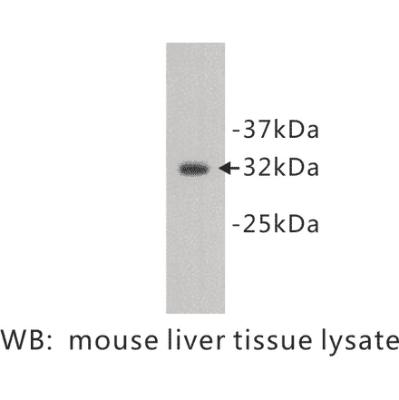 Western Blot - Anti-Osteopontin Antibody (BPA1083) - Antibodies.com