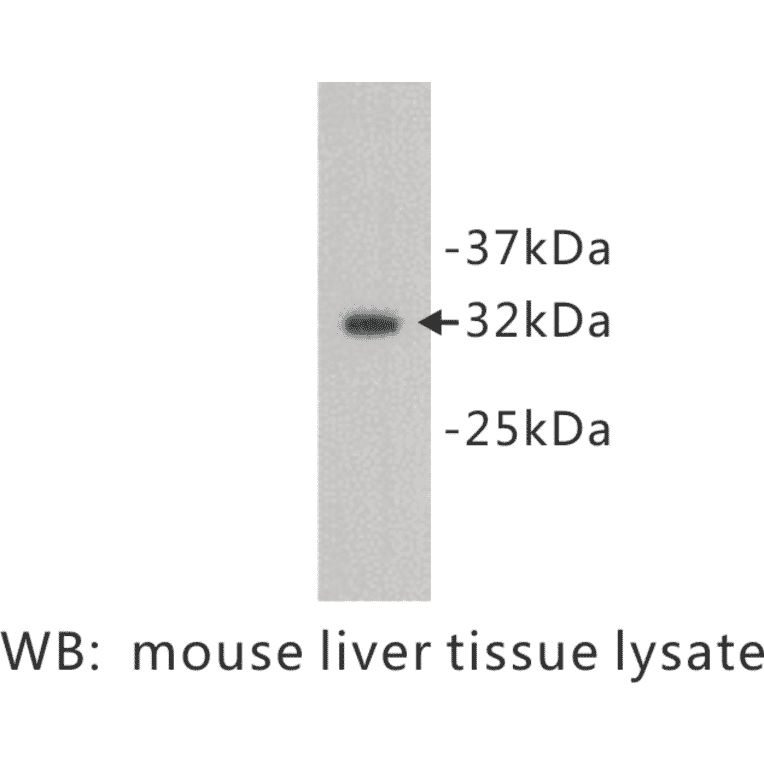 Western Blot - Anti-Osteopontin Antibody (BPA1083) - Antibodies.com