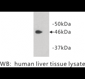 Western Blot - Anti-PAI3 Antibody (BPA1084) - Antibodies.com