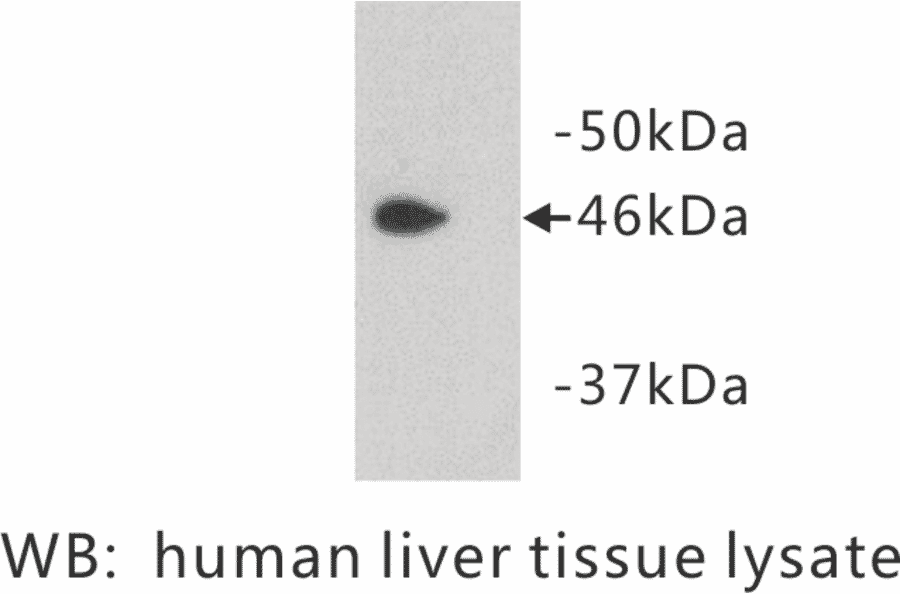 Western Blot - Anti-PAI3 Antibody (BPA1084) - Antibodies.com