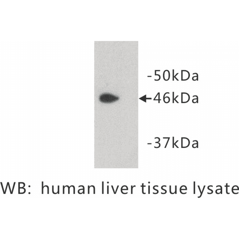 Western Blot - Anti-PAI3 Antibody (BPA1084) - Antibodies.com