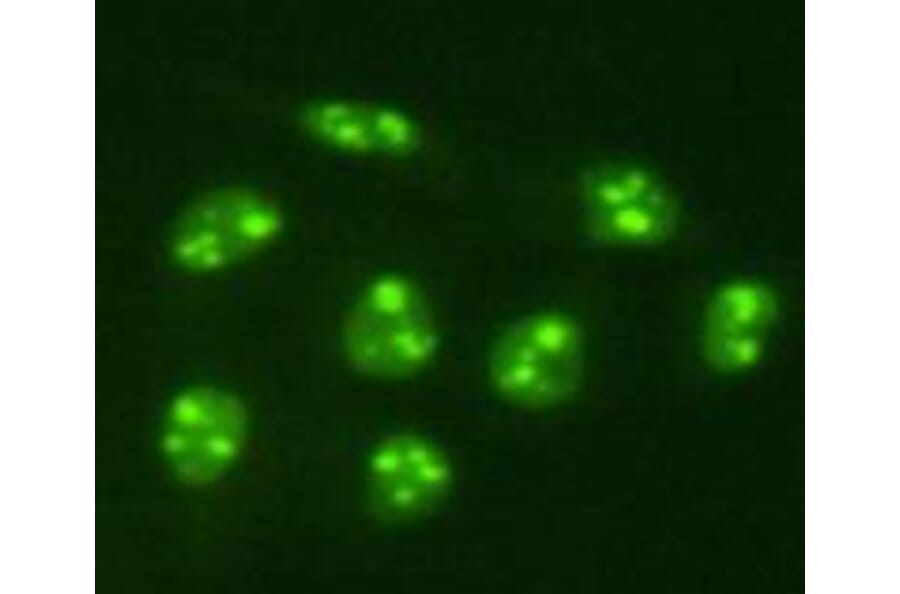 Immunocytochemistry - Anti-PGBD5 Antibody (BPA1085) - Antibodies.com