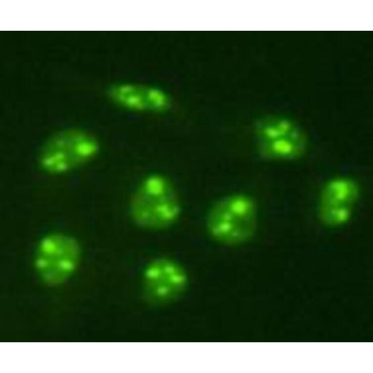 Immunocytochemistry - Anti-PGBD5 Antibody (BPA1085) - Antibodies.com