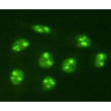 Immunocytochemistry - Anti-PGBD5 Antibody (BPA1085) - Antibodies.com