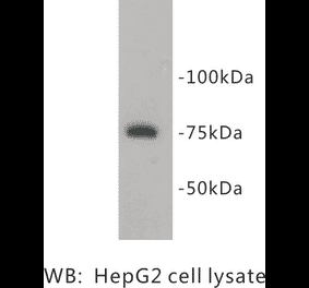 Western Blot - Anti-PRMT5 Antibody (BPA1087) - Antibodies.com