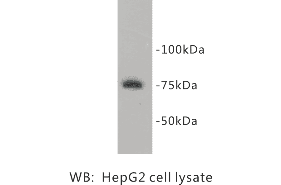 Western Blot - Anti-PRMT5 Antibody (BPA1087) - Antibodies.com