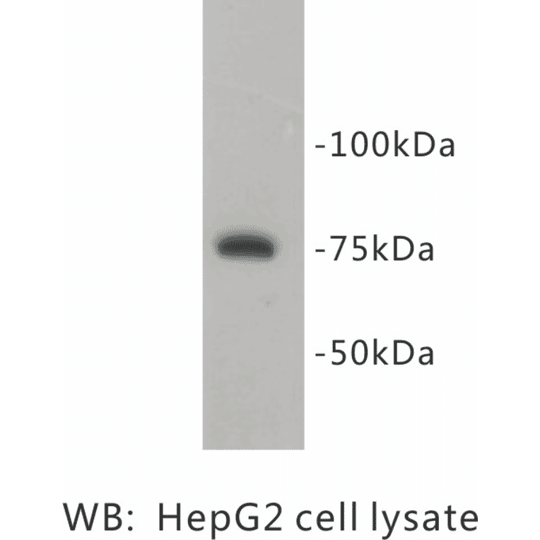 Western Blot - Anti-PRMT5 Antibody (BPA1087) - Antibodies.com