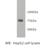 Western Blot - Anti-PRMT5 Antibody (BPA1087) - Antibodies.com