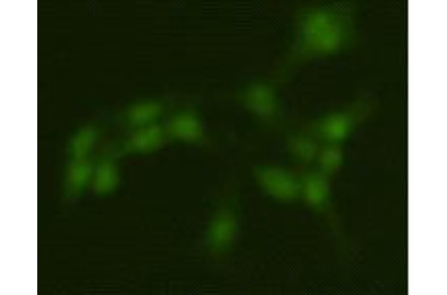 Immunocytochemistry - Anti-PRMT5 Antibody (BPA1087) - Antibodies.com
