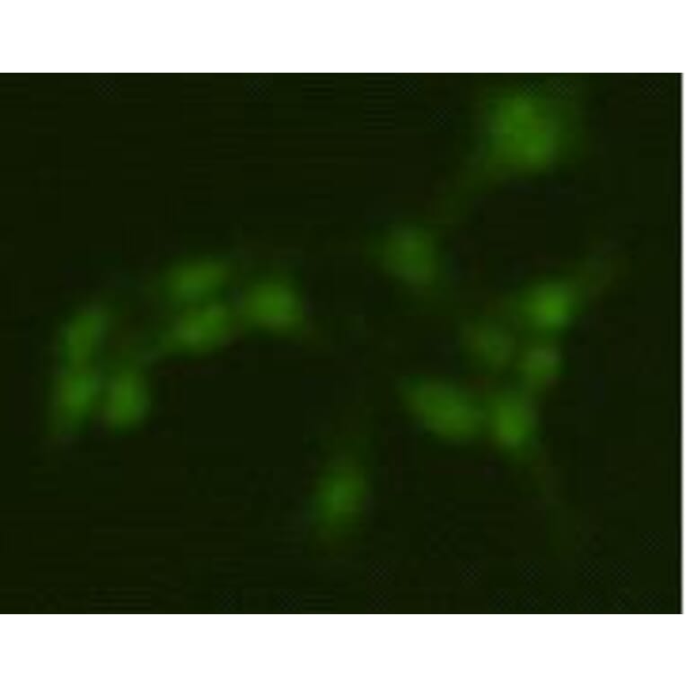 Immunocytochemistry - Anti-PRMT5 Antibody (BPA1087) - Antibodies.com