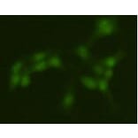Immunocytochemistry - Anti-PRMT5 Antibody (BPA1087) - Antibodies.com