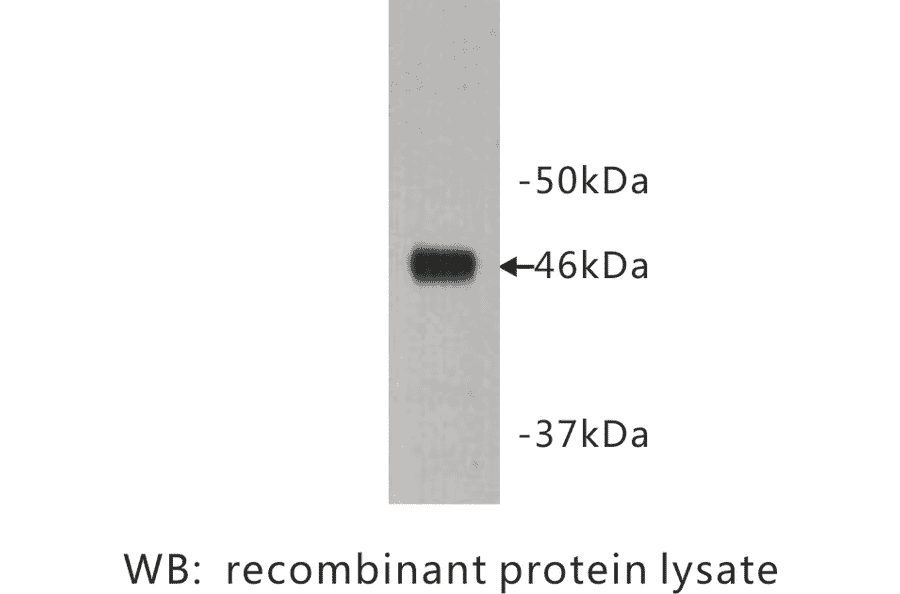 Western Blot - Anti-Protocadherin 16 Antibody (BPA1089) - Antibodies.com