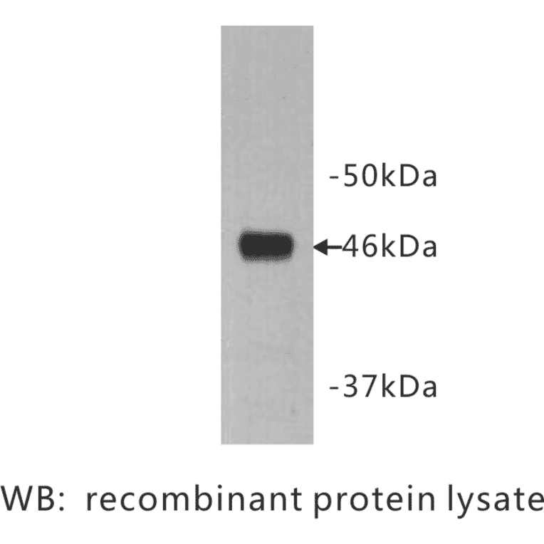 Western Blot - Anti-Protocadherin 16 Antibody (BPA1089) - Antibodies.com