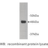 Western Blot - Anti-Protocadherin 16 Antibody (BPA1089) - Antibodies.com