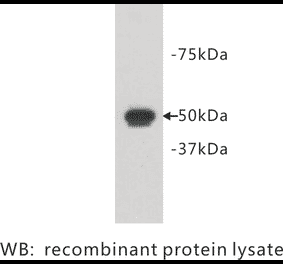 Western Blot - Anti-FAT1 Antibody (BPA1090) - Antibodies.com