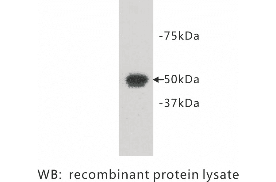 Western Blot - Anti-FAT1 Antibody (BPA1090) - Antibodies.com