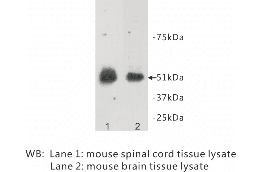 Western Blot - Anti-Relaxin 3 receptor 1 Antibody (BPA1091) - Antibodies.com