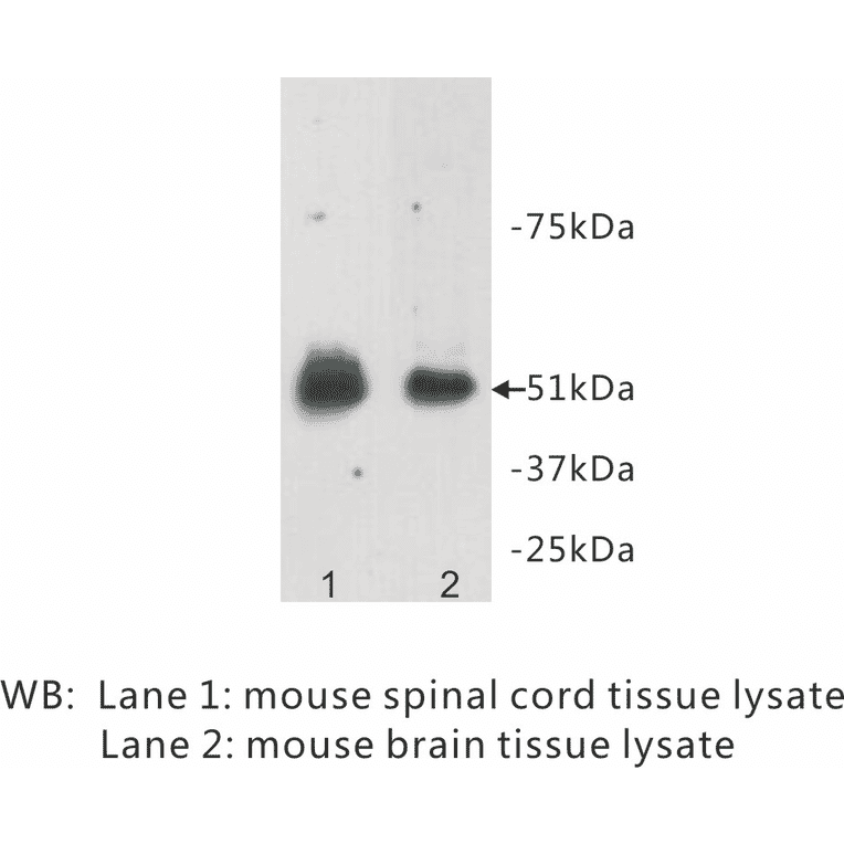 Western Blot - Anti-Relaxin 3 receptor 1 Antibody (BPA1091) - Antibodies.com
