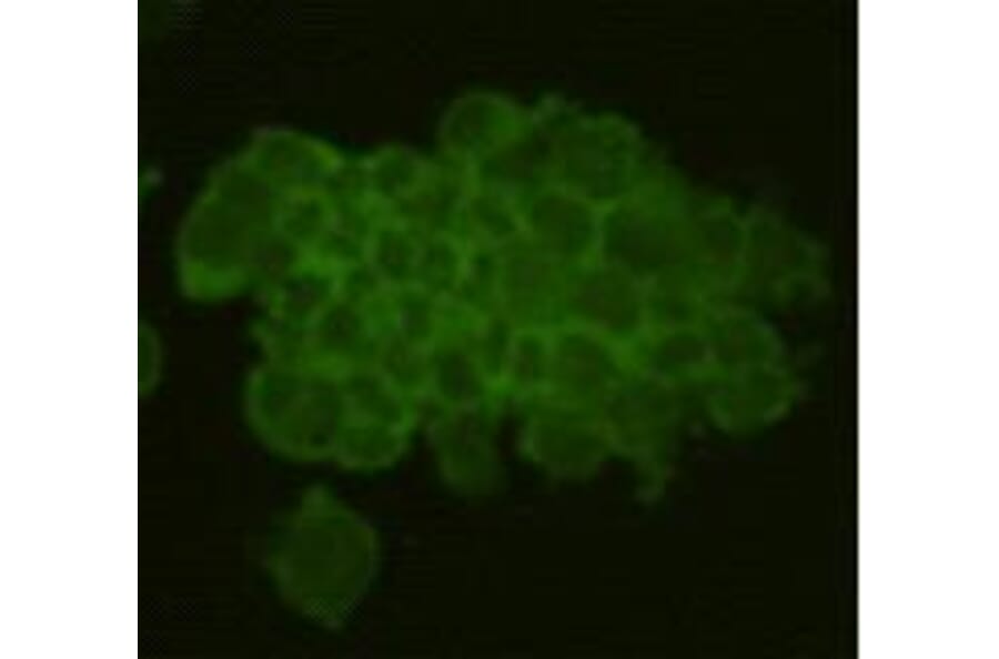 Immunocytochemistry - Anti-REM 2 Antibody (BPA1092) - Antibodies.com