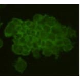 Immunocytochemistry - Anti-REM 2 Antibody (BPA1092) - Antibodies.com